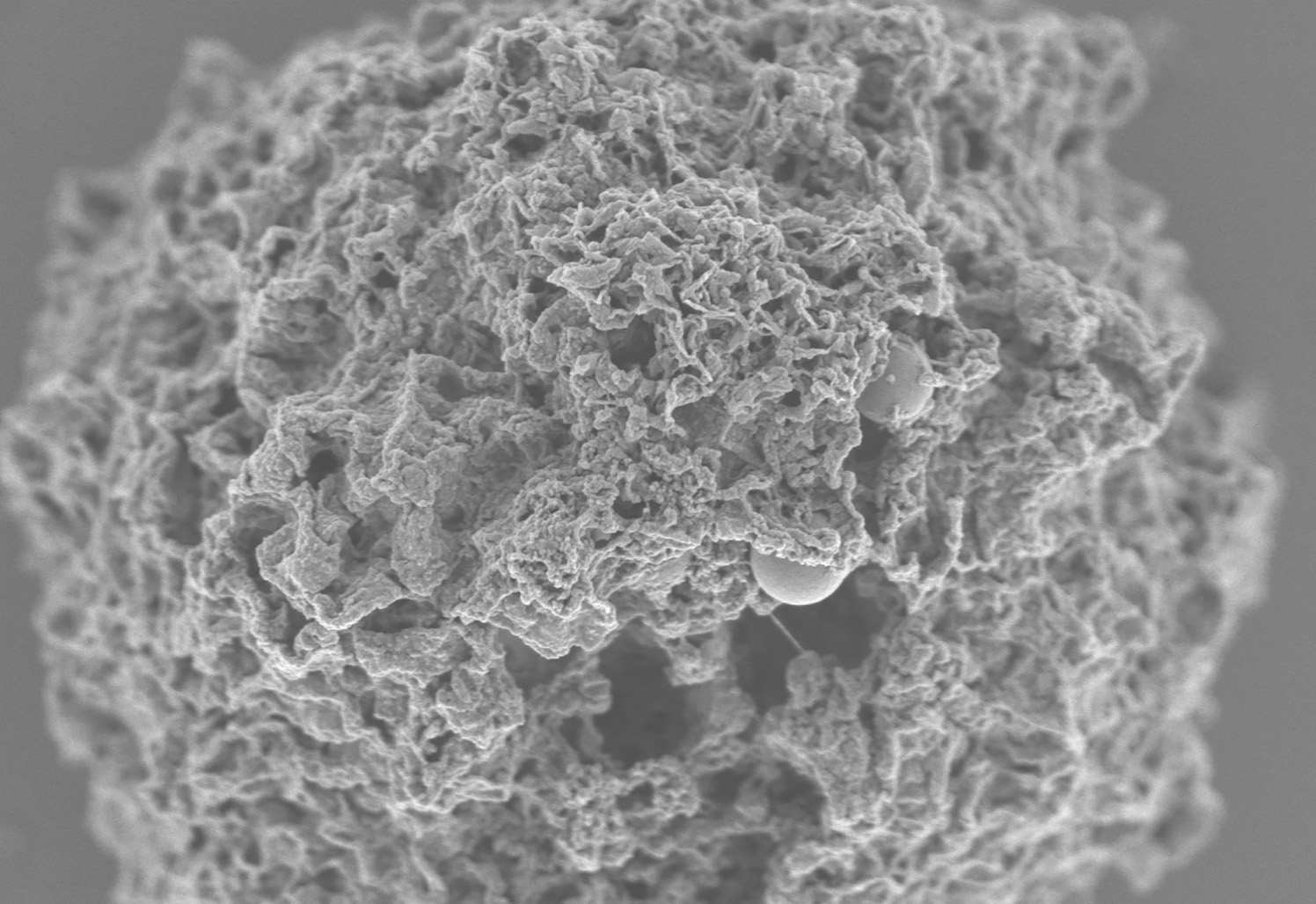 Decorated Nanoparticles Prevent Allergic Reactions