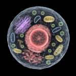 Investigating Cytoskeletal Filament Formation