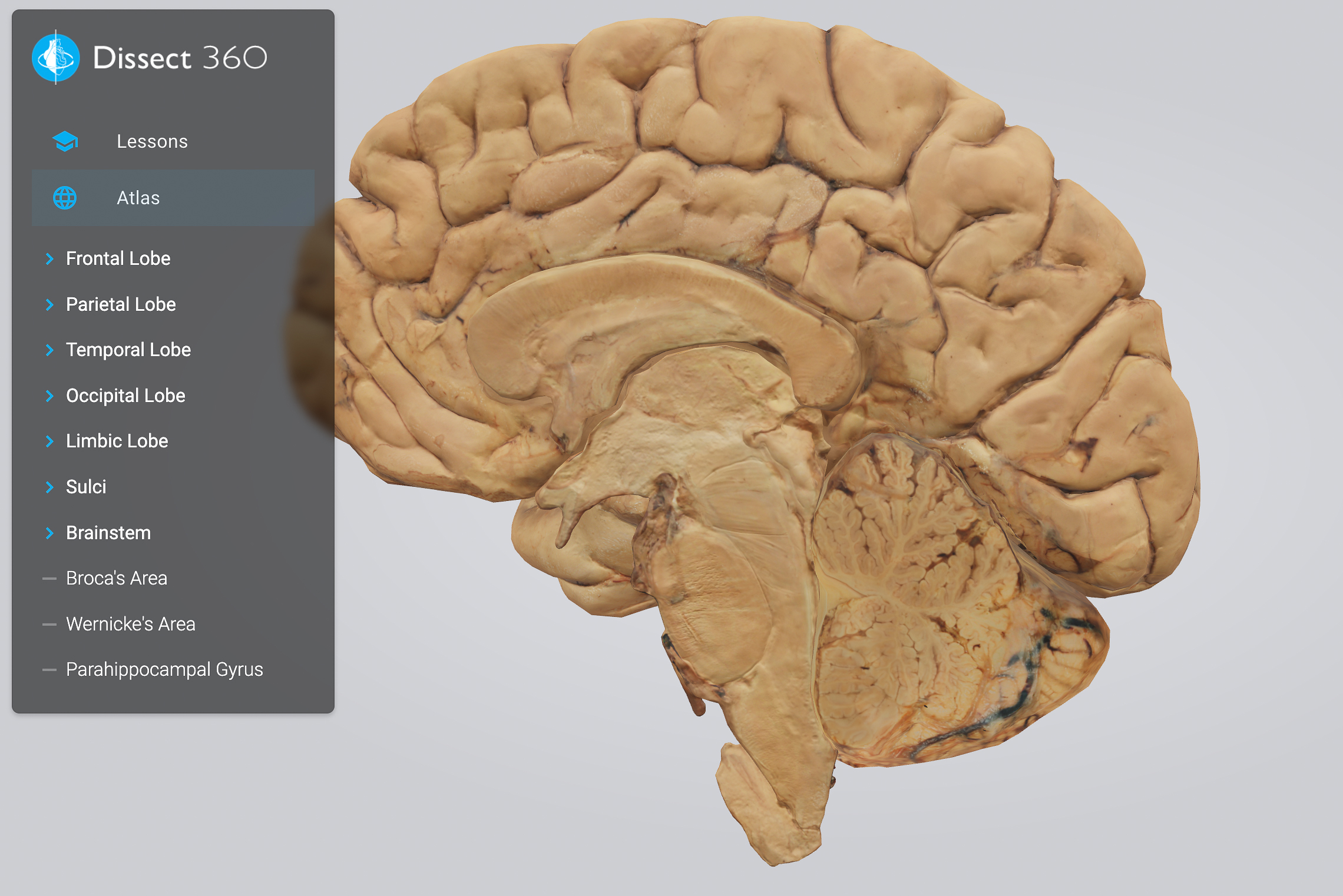 3D Anatomy Learning Tool Wins National Science Foundation Prize